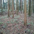 東曲輪土塁