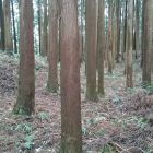 搦手かな？(北側土塁の切れ目)