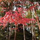 飛騨の里、赤い紅葉樹木