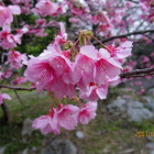 今帰仁城の緋寒桜は満開