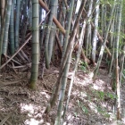 土塁は竹藪に