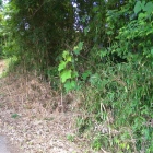 南側道路沿いの土塁