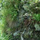 登城道沿いの石垣