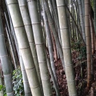 霊園入口の堀切は竹藪