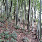 竹藪の中に土塁が残る