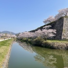 二の丸西側の石垣と桜