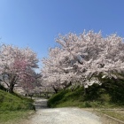 三の丸南側の桜