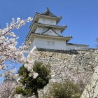 巽櫓と桜