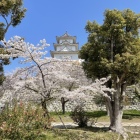 坤櫓と桜