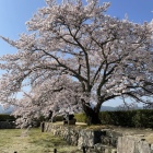 二の丸西側の桜