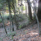 竹林部の堀