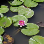 松濱軒庭園の睡蓮