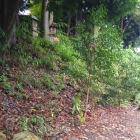 尾曳稲荷神社の土塁