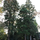神明神社に在る残存大杉群