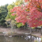 紅葉していた日本庭園北端の池周り