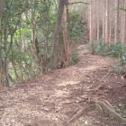 尾根道を登る