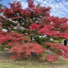 中の段の紅葉