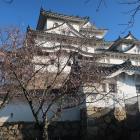 十月桜と天守