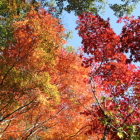 紅葉と晴天