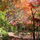 二の丸内部紅葉を西より