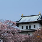 桜に浮かぶ三階櫓