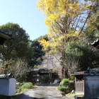 清瀧寺本堂と銀杏の黄色い葉っぱが綺麗