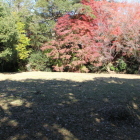 南の丸Ⅰ伝蔵屋敷内部と二の丸南土塁紅葉