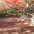 二の丸内部もみじの落ち葉と紅葉東より