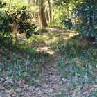 南の丸Ⅱへの虎口、覗くが竹林乱雑