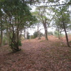 信田ノ丸城