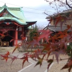 紅葉越しの八幡神社