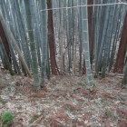 主郭北東から腰郭(竹藪に)