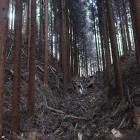二の丸東尾根の堀切（ちょっとピンボケ…）