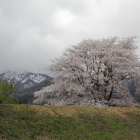 北側の土塁と大振りの桜