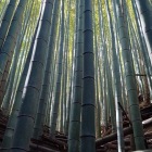 東側尾根の堀切は竹で埋まる