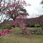 ①外郭の城壁とカンヒザクラ