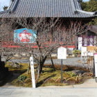 撫で牛の横に飛梅と東風吹かばの立て看板