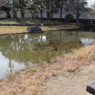 奥の築山と泉水跡