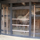 厩の模型馬