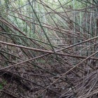道路脇の空堀は竹とゴミ