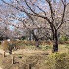 桜と馬出