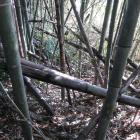 竹藪の中の内堀