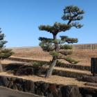 鎧掛けの松（二代目）と石碑