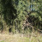 南辺の竹藪