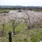 高見より南丸の桜と東名高速道の眺め
