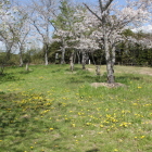 本丸内部桜とタンポポ