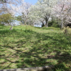 二の丸の桜を二の丸南端より眺める