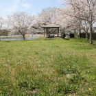 南の丸内部と桜