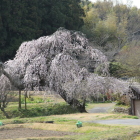 登城口の西側に有ったしだれ桜は満開