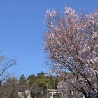 桜はまだちらほらでした